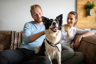 Pet friendly accommodation at Kotimaailma